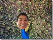 kawasaki-peacock
