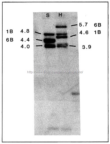 genetic-variation